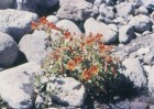 Mimulus cupreus